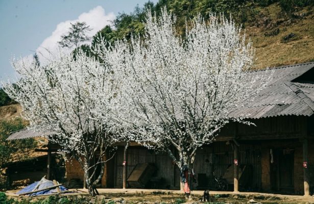 Sa Pa – Xứ Sở Mù Sương Giữa Lòng Tây Bắc